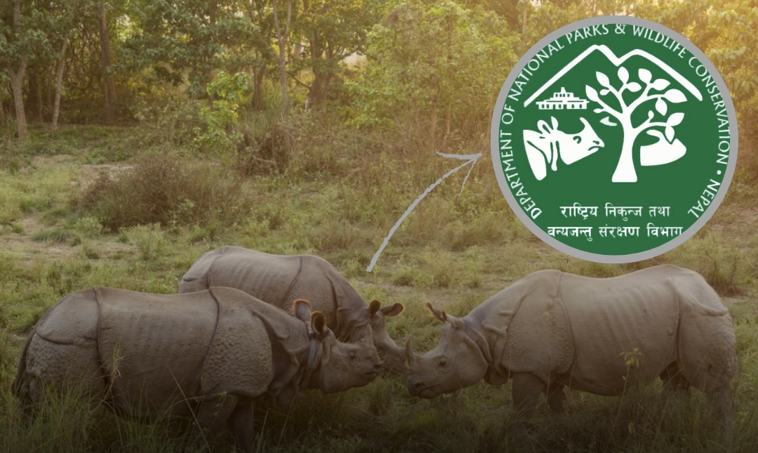 Nepal’s Rhino Census Canceled Due to Lack of Funds: A Major Setback for Conservation