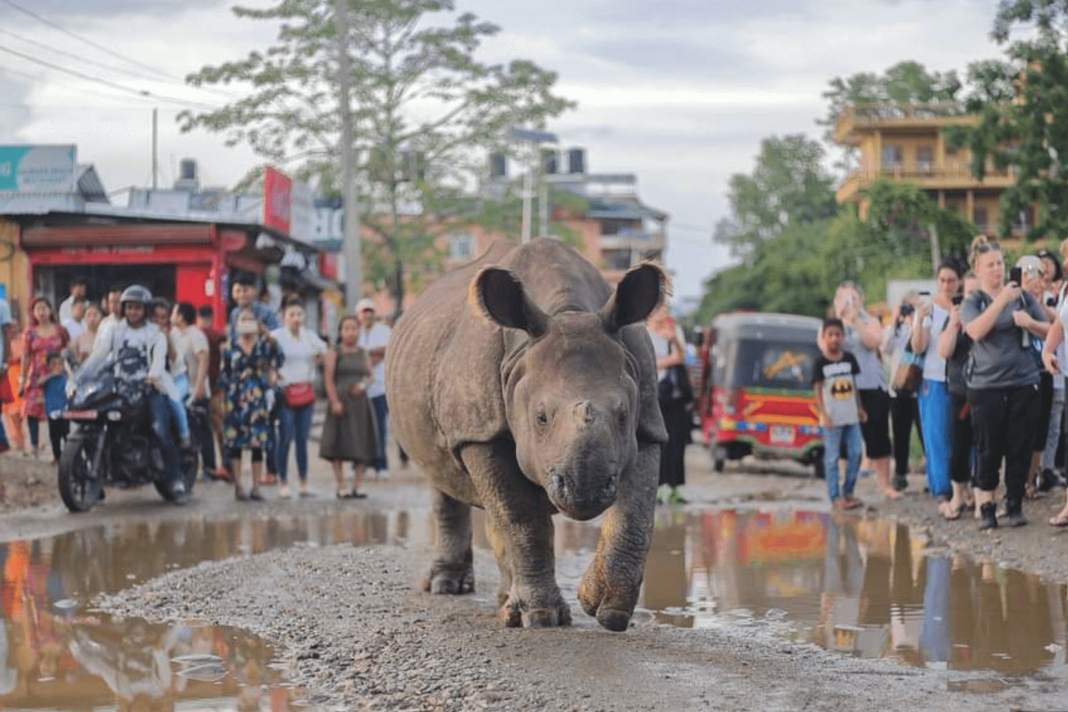 Rhino Attack in Chitwan Kills Local Man