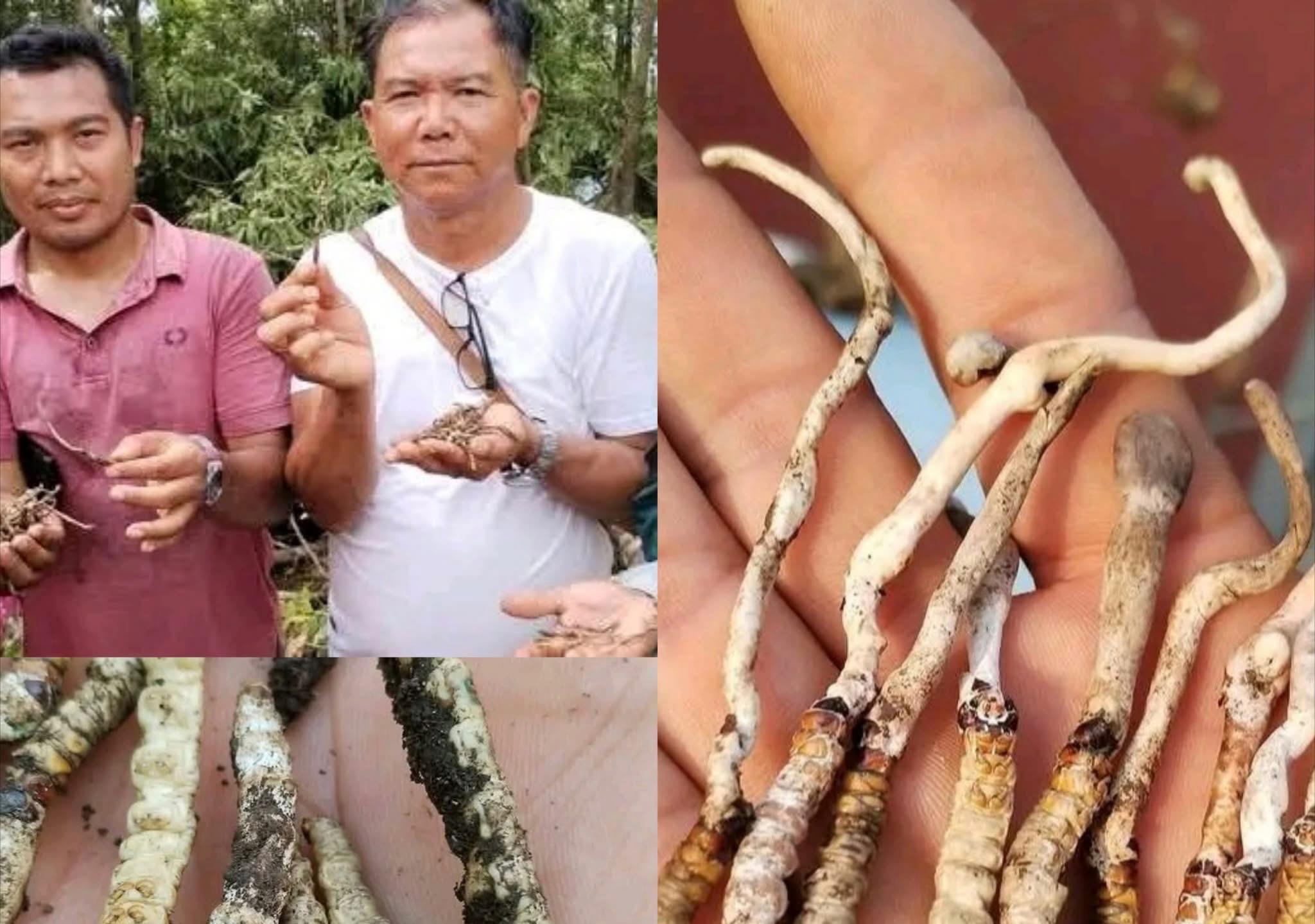 Yarsagumba Discovered in Palpa's Rimigha Lek: Rare Medicinal Herb Found at 1,800 Meters